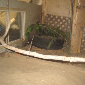 here is the cachet. we used an old tire and filled it with hay. used a piece of trellis and branches over it. they love this and we find most of our eggs in there. not to worry in winter, right now we go in there at  least 10 times a day. always check and remove all eggs. dont want babies this time of the year