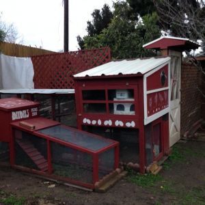 Early 2015: The coop is done, the hens are moved in! Still working on enclosing the chicken yard with 6-8 ft high fences/trellises. Here one part is still a make-shift curtain.