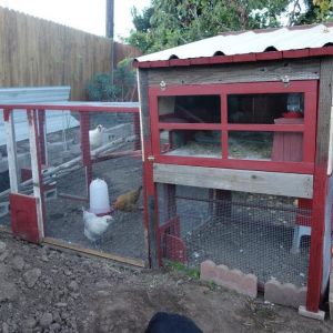 Nov 2014: Deedee and girlfriends were moved into their new coop! They got very used to the sounds of construction :o)