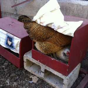 three nesting boxes, but all four hens insist on using this one.