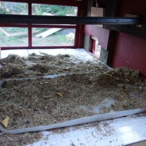 Inside of the coop. The plastic lid under the roosts catches most of the droppings. Grass clippings from mowing works for floor covering. For one thing, it's free.