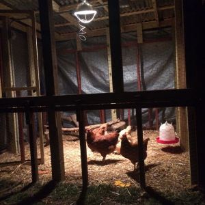 My ladies enjoying the new addition to their coop. Lighting just hung today by my baby!