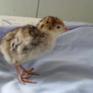 Turkey chick