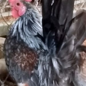 A very very very nice first year roo, tiny and his color is wow...as you can see...