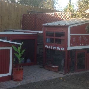 Deedee's Inn today, Nov 2 2015, after a year and a half of fun construction! The five 3-mo-old chickens (four pullets and one accidental cockerel) sleep in the 2x4 coop on the left, and the four older hens sleep in the bigger 4x4 coop on the right. They share 80 sq. ft of enclosed run space plus a fenced-in chicken yard. I am curious to see if the younger ones will eventually try to move into the bigger coop with the older ones!