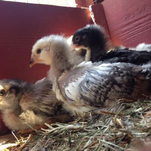 Five new chicks! They were incubated in the Kindergarten classroom, and needed a home at the end of the school year in early June 2015.