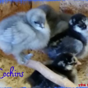 Silver Laced and Blue Standard Cochin 2015