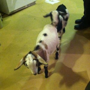 Here is Jovi and Boston...The ones that started my latest goat fest. I got these for my birthday last November (2014). Boston passed because of a rumen blockage but Jovi is alive and HERE for everyone to HEAR! 

I now have MeToo, she has triplets 1 month old; Tilly, she has twins born 10/29/2015, Sarah, born here 2/22/2015; Bobo, born here 01/29/2015, Cappi, registered nubian buck purchased this year; and of course, the perfect wether, Jovi. Bart our current babies' dad is out visiting hopefully creating more baby goats. Once Bart comes home, he will be neutered.