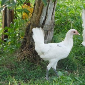 White Leghorn cross with Philippine native chicken