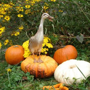 I love fall.  QUACK!  I love fall.  QUACK!  I love fall.
