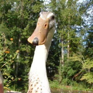 Half giraffe, half duck.  100% cute.