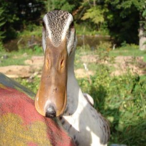 My duck Cinnamon.
