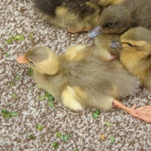 Ducklings can sleep so funny...  This duckling is called Arnica.  Arnica is a plant with yellow flower.