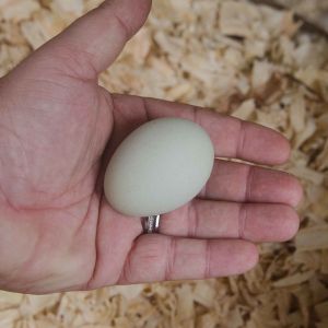 First egg