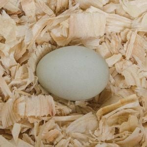 First egg