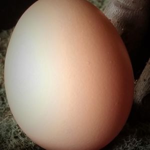 Black Australorp "Pearl's" First Egg, 50.3g 11/07/15