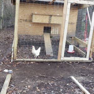 This is our coop shortly after we finished it. The chicken inside was our first, a Buff Orpington called Lucky bird.