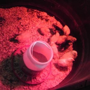 When our chicks were cheepers. So cute and fluffy!
