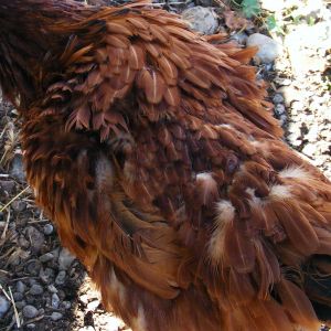 feather problem