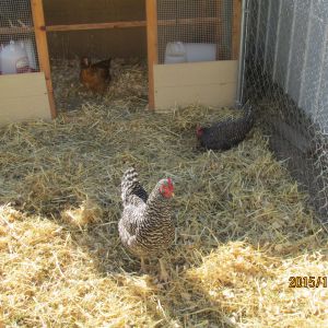 In front is Lucy, behind her is Millie and in the door is Louis, Thelma is on the roost and Ethal is in the box.