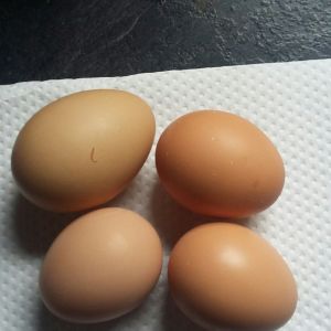 first Eggs