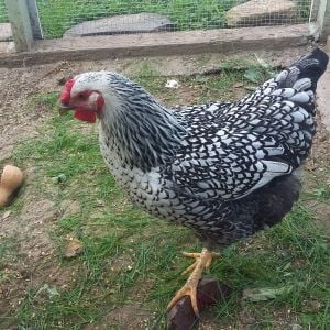 Nugget (Silver Laced Wynndotte)