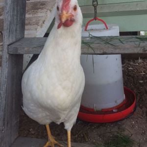 Junebug (White Leghorn)