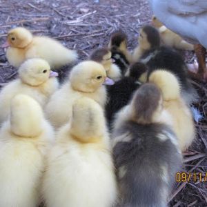 Twelve little muscovy ducklings!