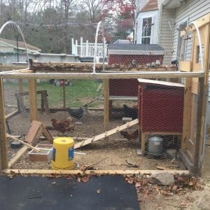 The Serama coop next to the big hens coop. I added a half moon PVC frame to give enough height for people to get in and out.