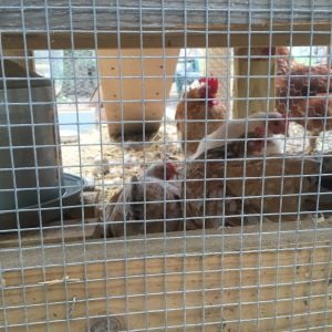 The girls under the coop. There chosen nesting box.