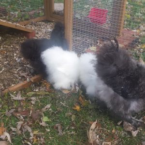 Fluffy Bums!