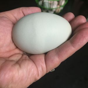 Egg #5 from Luna my Ameraucana