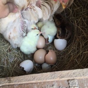 Just hatched 4 new chicks