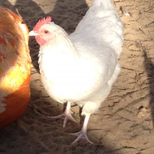 Pullet 6 mo. old. Tilde is her name.