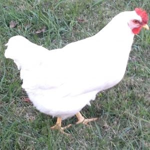 SFH pullet 6 1/2 mo. old (different than the previous white one). This is Lagatha again.