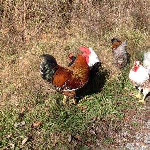 They are avid foragers and fly over the fence to go exploring. There is an Isbar in this picture forging with them. One of the dogs will go out and lay under a tree to hang with the chickens when they are out of the fenced area. All I have to do is leave the gate open for the dog.