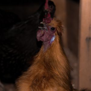 This is one of my silkie roosters "Rootsu"