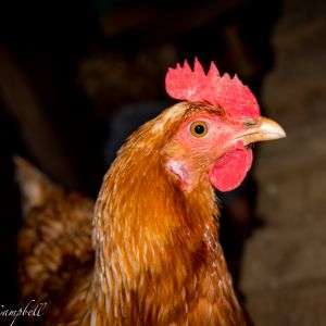 Sweetie Pea, one of my gold sex links, good layer, one of my best chicken friends... love her, I love them all, but this one I have a very special sister kind of kinship too.. possible a chicken in a past life lol