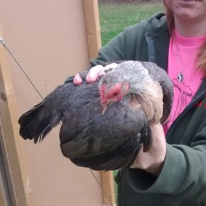 This is my smallest. I don't know what breed but I'm almost positive definitely female.