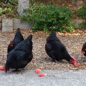 These are my four beautiful chickens who roam over an acre and a 1/4 of land. After a long day of roaming they love to munch on some fresh watermelon in the hot Aussie climate.