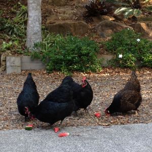 These are my four beautiful chickens who roam over an acre and a 1/4 of land. After a long day of roaming they love to munch on some fresh watermelon in the hot Aussie climate.