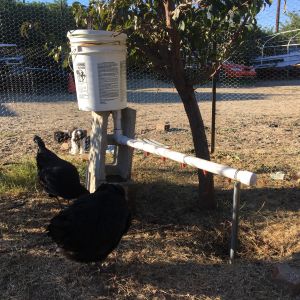 Waterer with a drip line to refill it every night.