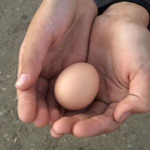 Our first egg!! (Technically second, but first egg that wasn't pecked open)