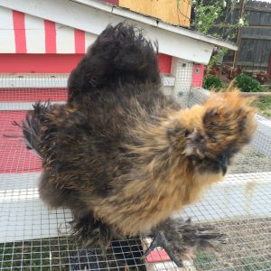 Floyd, my silkie