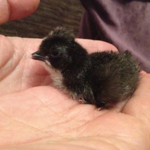 Hatched today by me, mom had left the egg....Pingu my silkie/chocolate polish cross