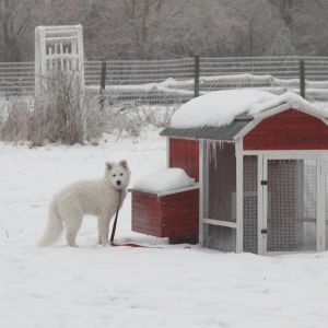 My boy Cooper standing next to the Big Red Barn coop I set up out of the kit in mid-2014. It wintered over surprisingly well, but I wouldn't recommend it without a heat lamp and plenty of shavings inside.