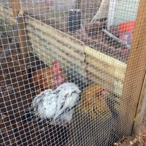 Cleo the Easter Egger, Judy the Naked Neck and Speckles the light Buff.