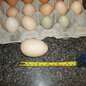 No, that's not a duck or turkey egg. It came from one of our normal sized chickens. Most likely laid by the same one that laid the similar colored eggs in the tray. That had to hurt!
It turned out to be a double yolker, jumbo yolks at that.