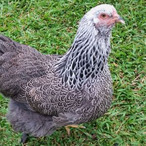 Dark Brahma "Doh-doh" 33 weeks