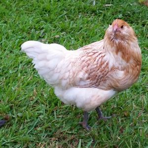 Easter Egger "Pat" 22 weeks